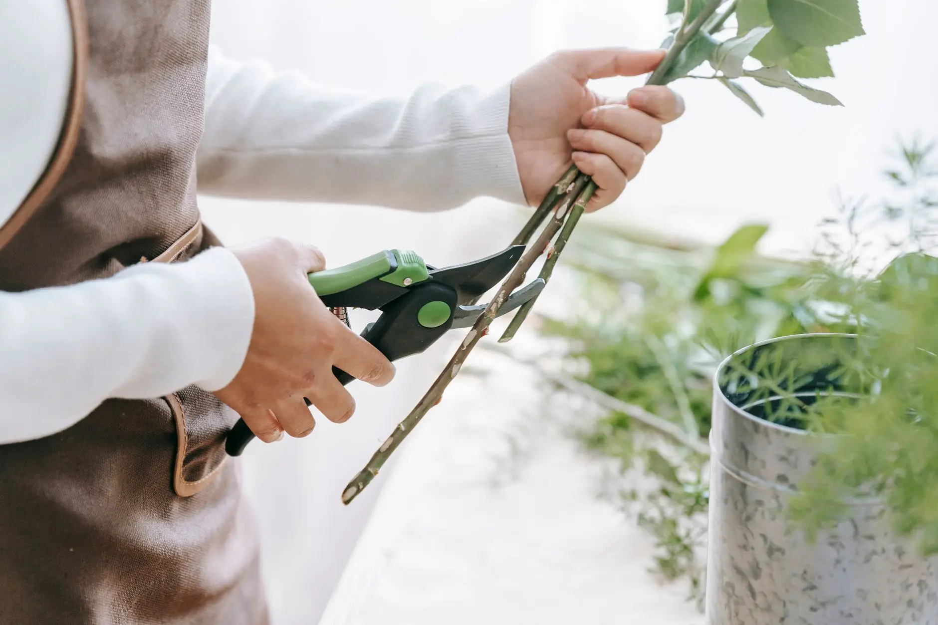华北地区玉米种植磷酸二铵与钾肥配比方案设计