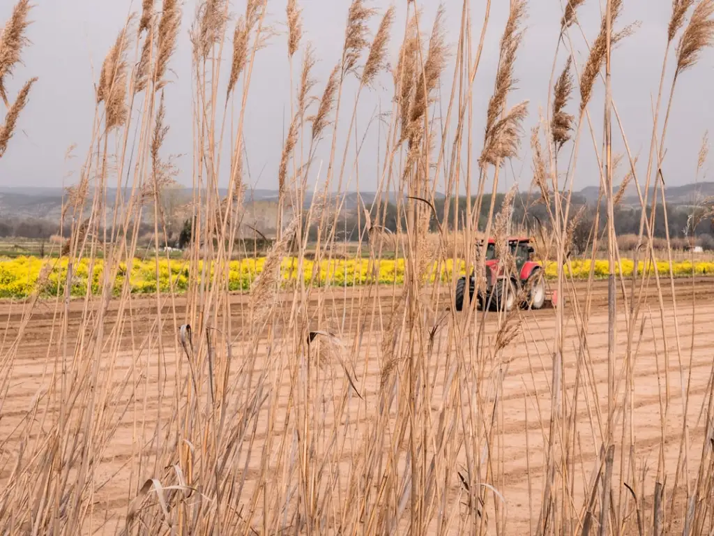 山西地区玉米种植如何科学选用复合肥与尿素配比正文配图 2